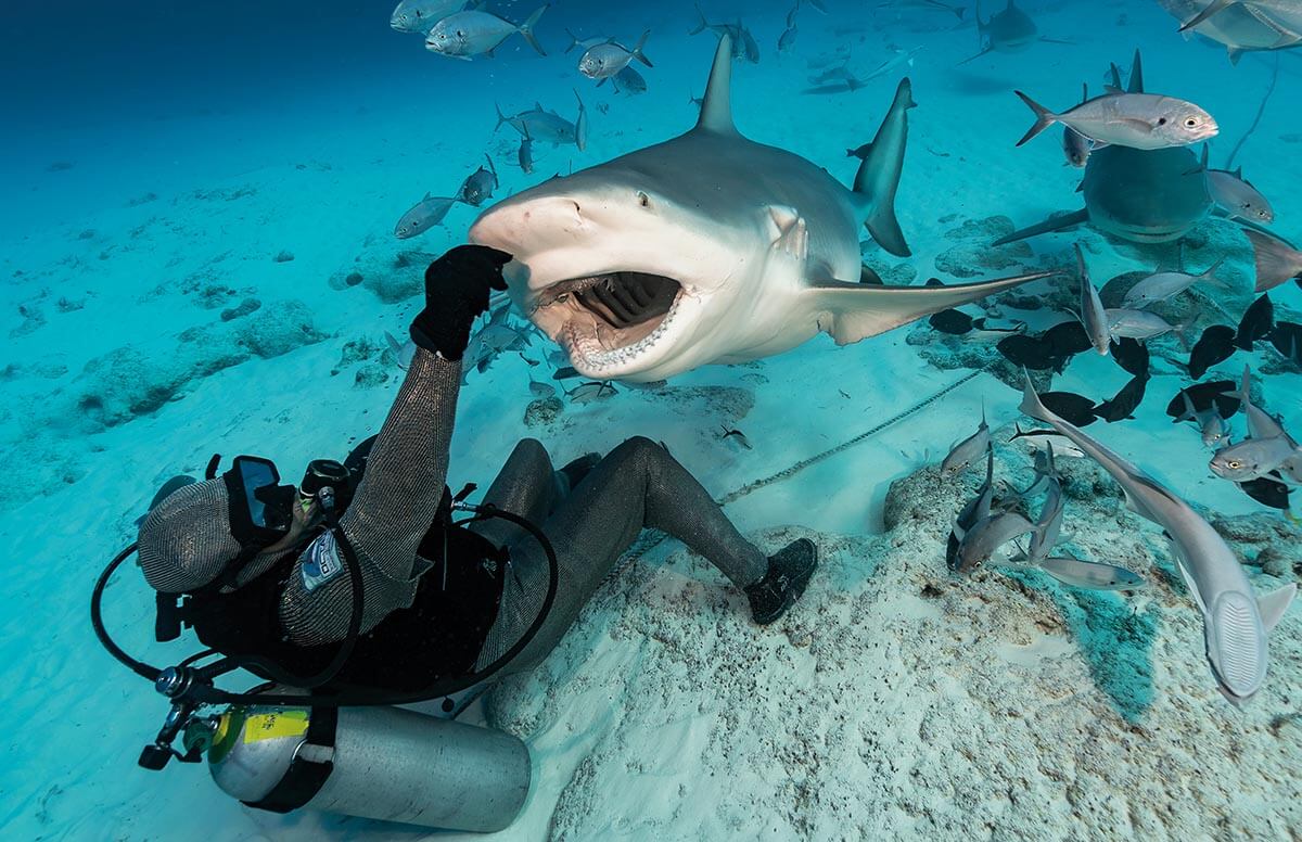 DeepDiveMexico verbindet Tauchen in Cenoten mit nervenstarken Bullenhaie Mexiko