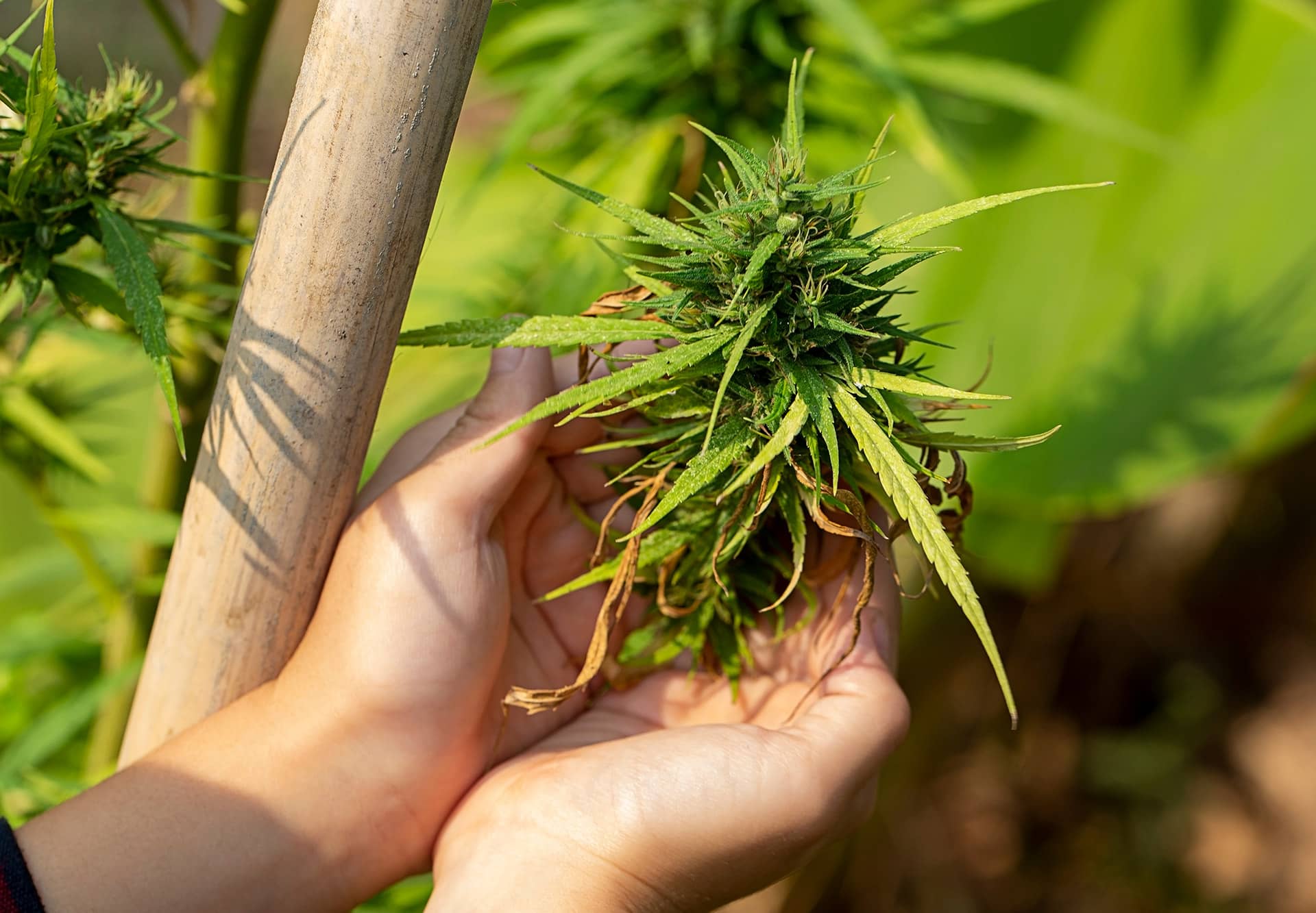 Verschiedene Strains entdecken und hochwertige Weed Samen kaufen