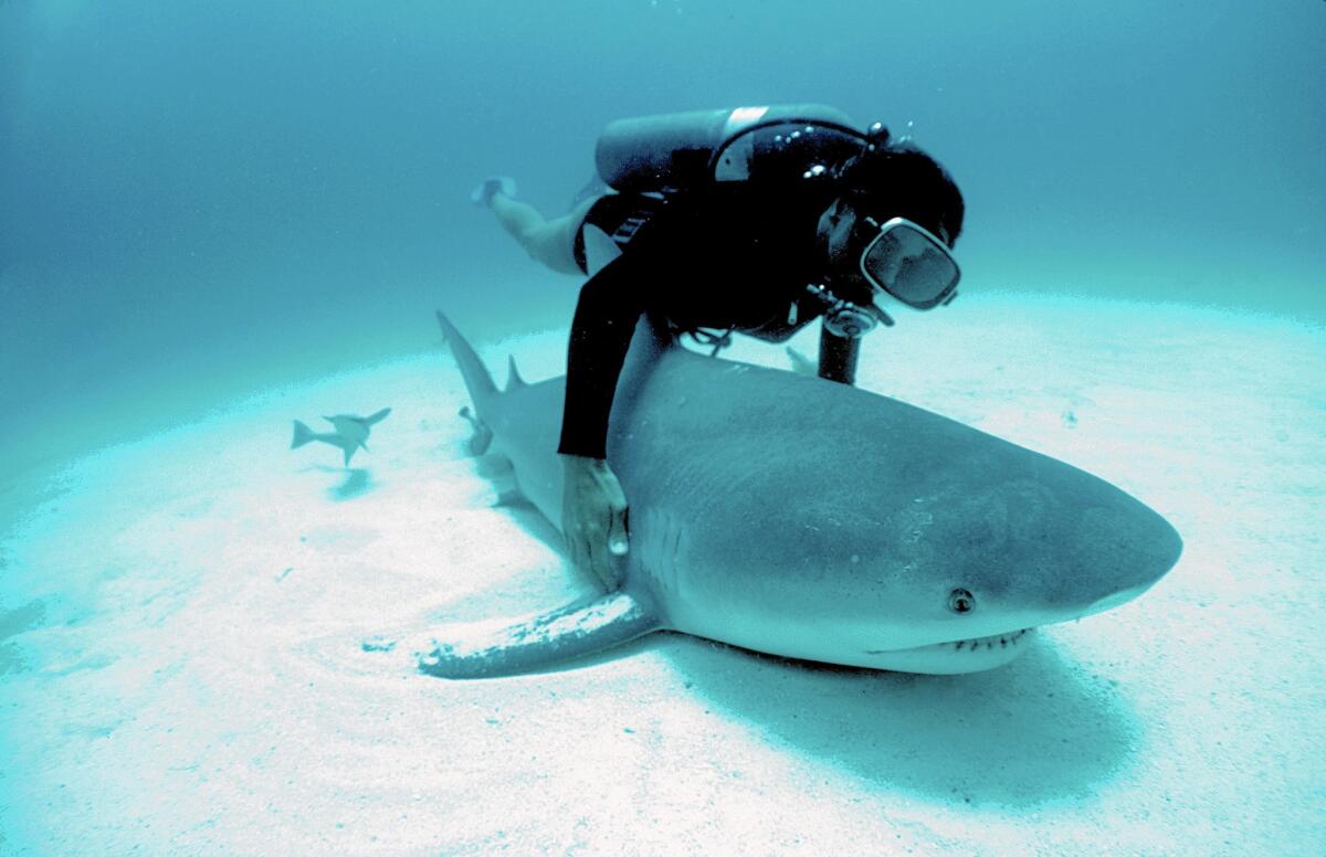 DeepDiveMexico verbindet Tauchen in Cenoten mit nervenstarken Bullenhaie Mexiko